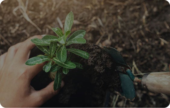 Someone holding a plant.